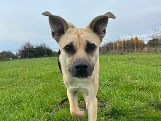 Mixed Breed dogs - Advert 7