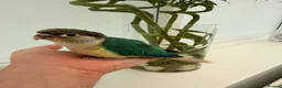 Conures birds for sale: Ready Now: Hand-Reared Baby Conures - Advert 14