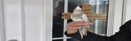 Cockatiels birds for sale: Super hand tamed baby cockatiels  - Advert 15