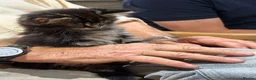 Maine Coon cats for sale: Maine coon Kittens - Advert 16