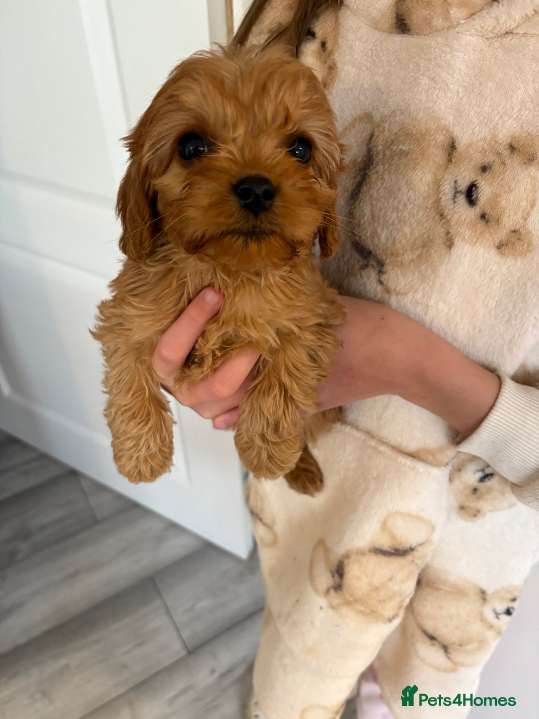 Cavapoo dogs for sale: Red Cavapoo puppies  - Image 5
