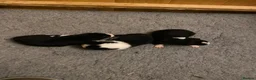 Border Collie dogs for sale: 🐾 Border Collie Puppies for Sale 🐾   in Hook - Advert 1
