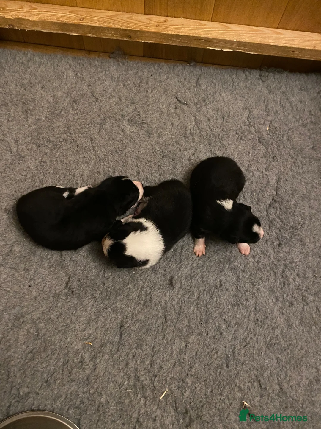 Border Collie dogs for sale: 🐾 Border Collie Puppies for Sale 🐾   in Hook - Advert 1