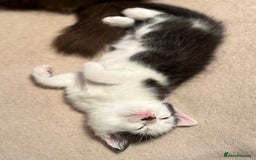 Ragdoll cats for sale: Ready Now Ragdoll x British Shorthair kittens  - Image 13