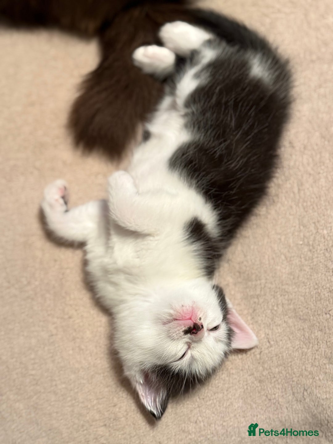 Ragdoll cats for sale: Ready Now Ragdoll x British Shorthair kittens  - Image 13