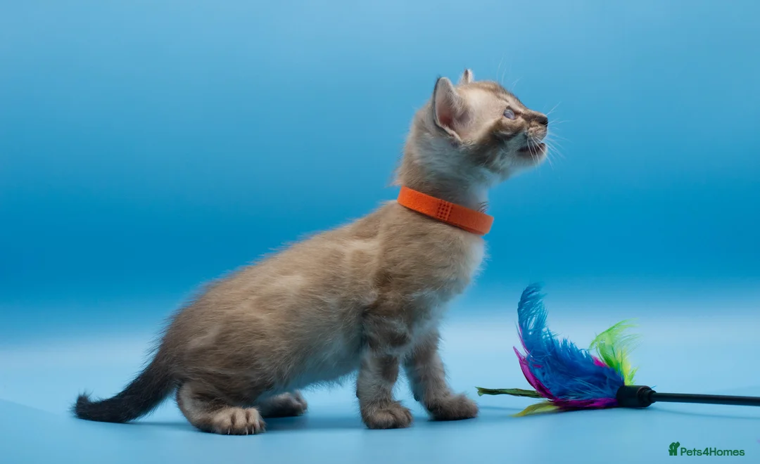 Bengal cats for sale: TICA Registered Bengal Kittens – Truly Magnificent - Advert 28