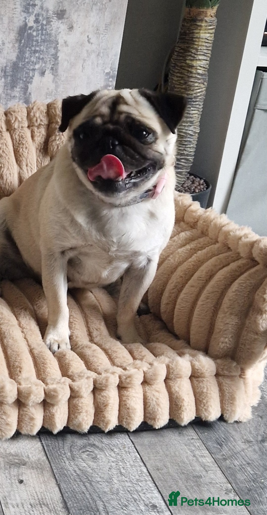 Pug dogs for sale: RARE Pug puppies  - Advert 16