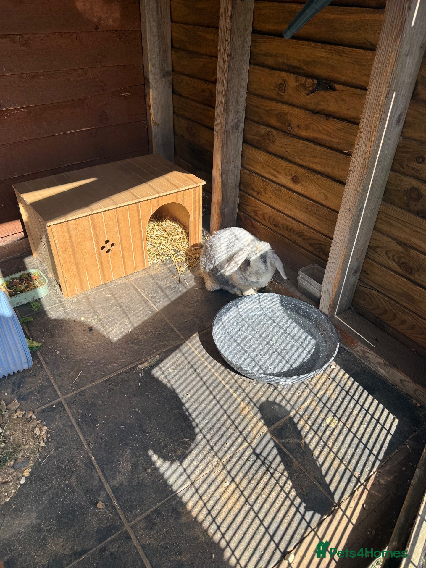 Dwarf Lop rabbits Rabbit - Advert 3