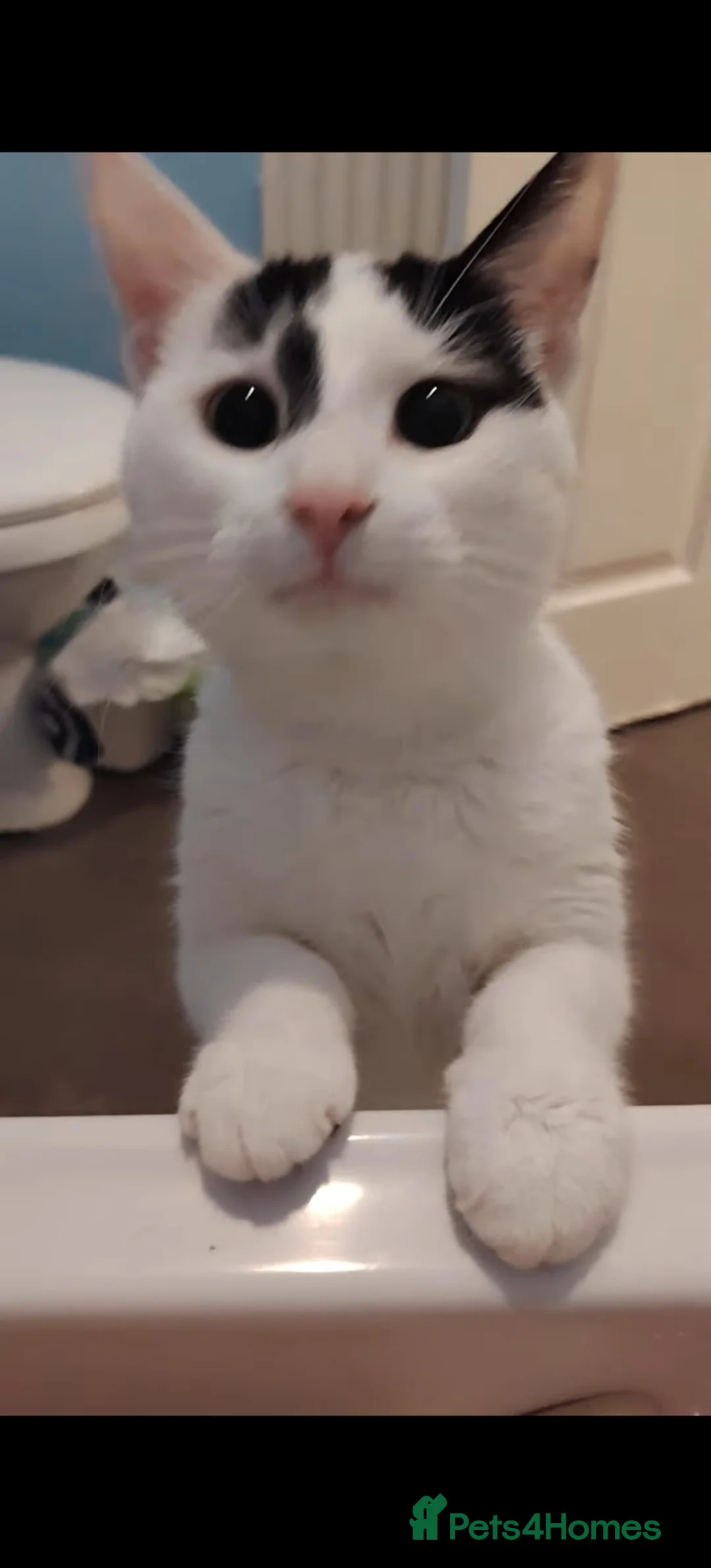 Mixed Breed cats for sale: 4 kittens in Stockton-on-Tees - Advert 1