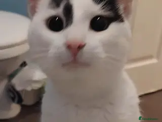 Mixed Breed cats 4 kittens - Advert 3