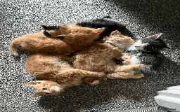 Domestic Shorthair cats for sale: Loving Home-Raised Kittens for Sale - Read Discrip - Image 8