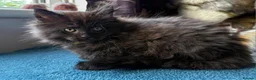 Maine Coon cats for sale: Main coon kittens in Tiverton - Advert 10