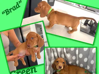 Miniature Dachshund dogs Miniature Dachshund Puppies - Advert 2