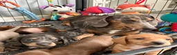 Miniature Dachshund dogs for sale: Beautiful well loved babies  in Peterborough - Advert 15
