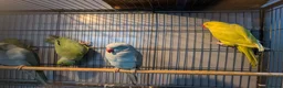 Ringnecks birds for sale: Indian Ringnecks Yellow and Green in Greenford - Advert 5