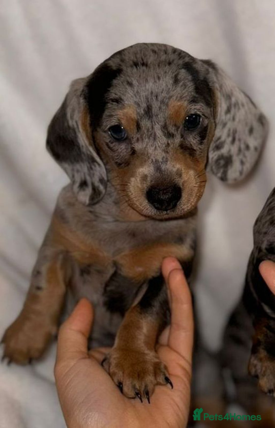 Miniature Dachshund dogs for sale: One adorable piebald male dachshund ready to go  - Image 2