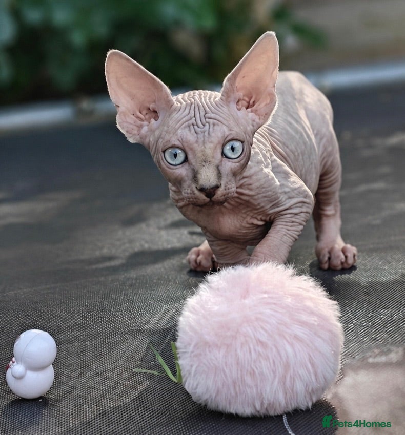 Sphynx cats Exceptional Sphynx Kittens – Best Pedigree.  - Advert 1