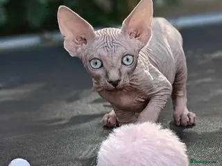 Sphynx cats Exceptional Sphynx Kittens – Best Pedigree. - Advert 1