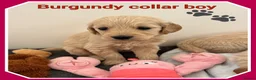 Mini Goldendoodle dogs for sale:  VETCHECKED✅STUNNING F1 MINIATURE GOLDENDOODLES 🐶 - Advert 10