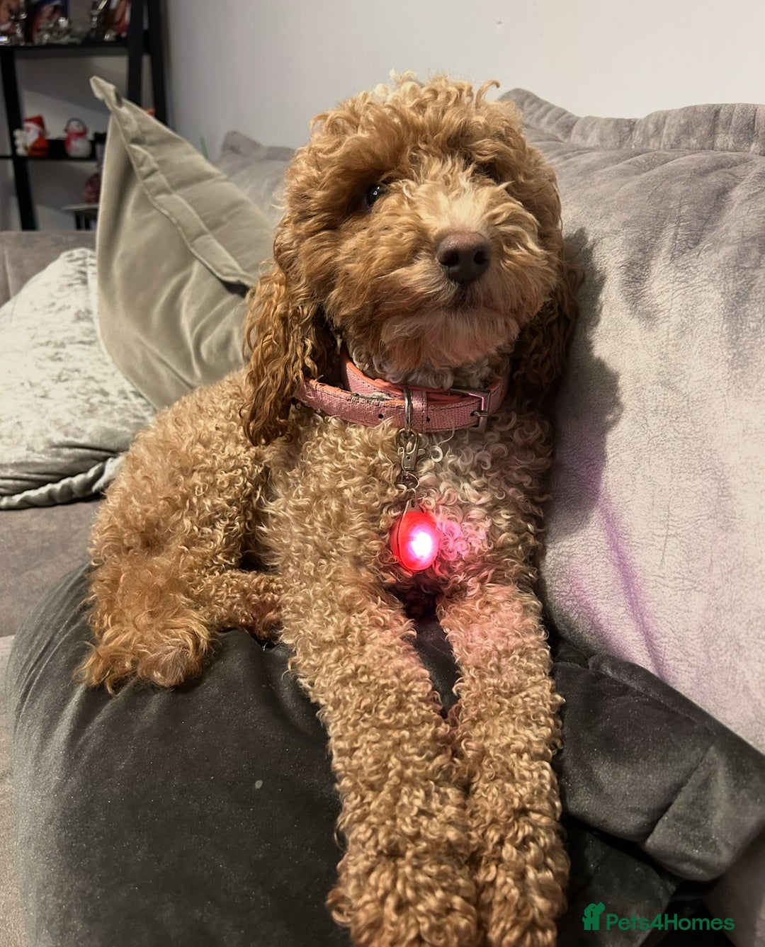 Miniature Poodle dogs for sale: Miniature Poodle male puppy - Advert 2