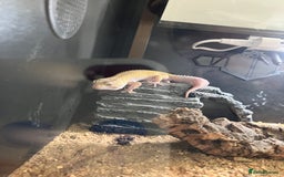 Leopard Gecko reptiles for sale: Albino leopard gecko  - Image 4