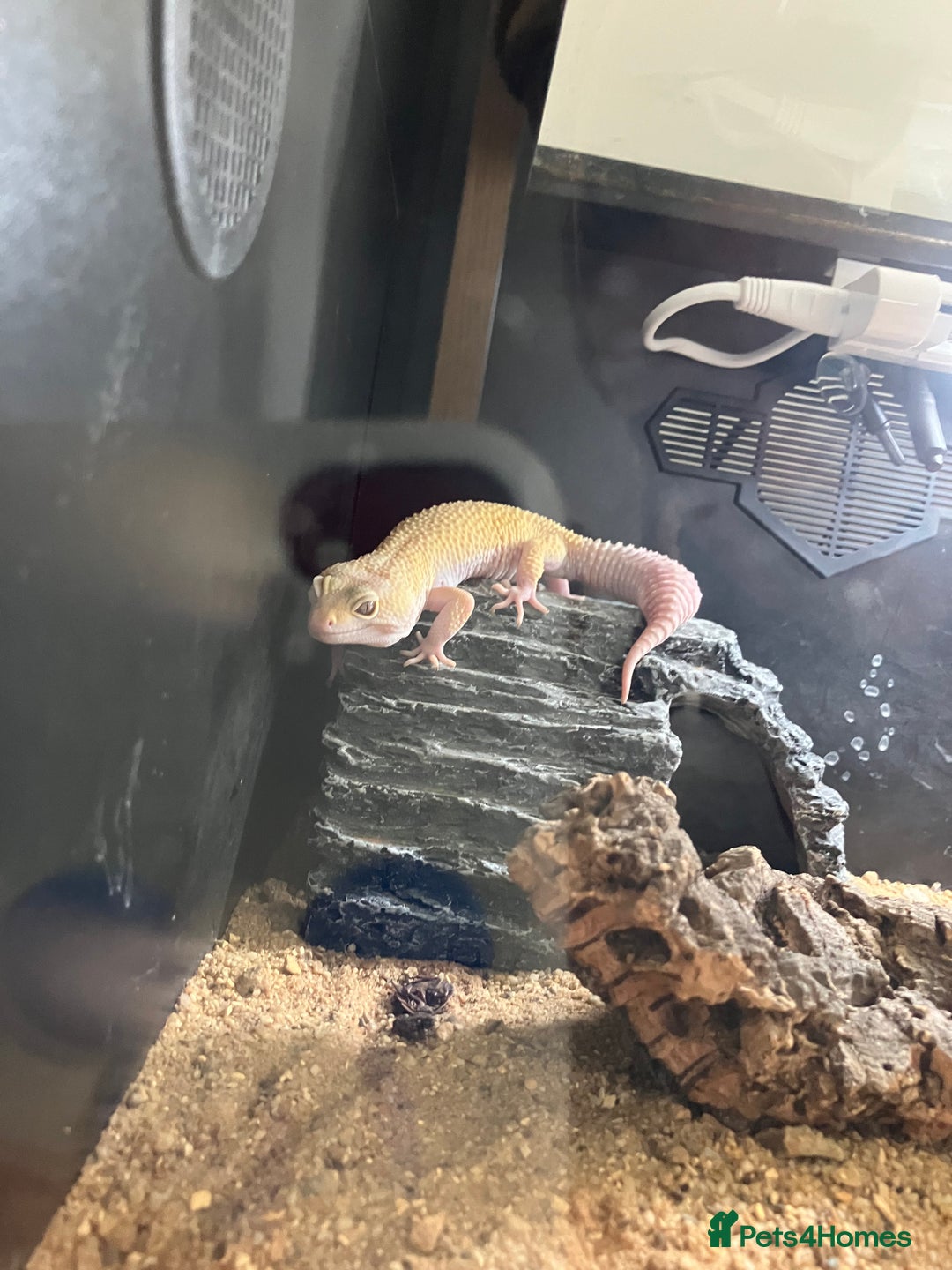 Leopard Gecko reptiles for sale: Albino leopard gecko  - Image 4