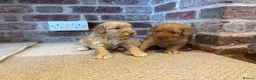 Cockapoo dogs for sale: Beautiful F1 Cockapoos in King's Lynn - Advert 6