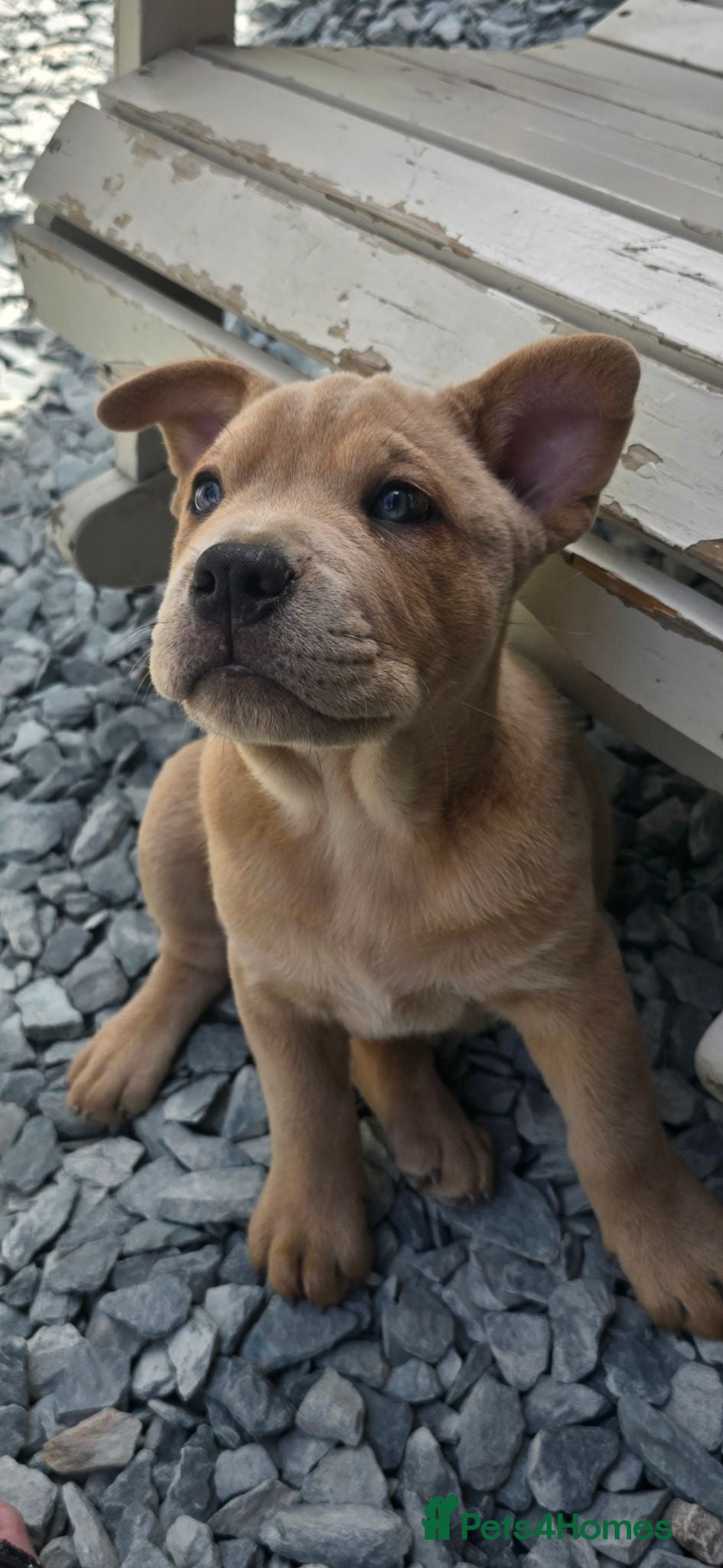 Mixed Breed dogs Charlie the Chaffy **A special boy**  - Advert 1