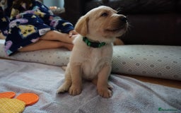 Labrador Retriever dogs for sale: READY NOW Stunning Fox red Labrador puppies - Advert 28