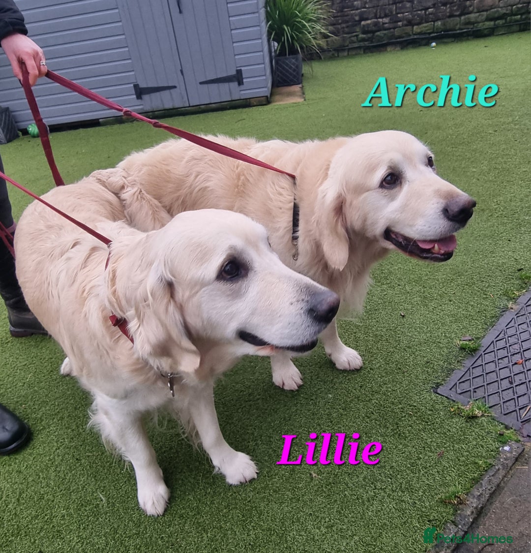 Golden Retriever dogs for sale: Golden Retriever Pups-FULLY HEALTH TESTED PARENTS  - Advert 2