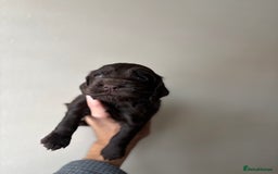 Cocker Spaniel dogs for sale: 🐾Show Cocker Spaniel 🐾  - Image 5