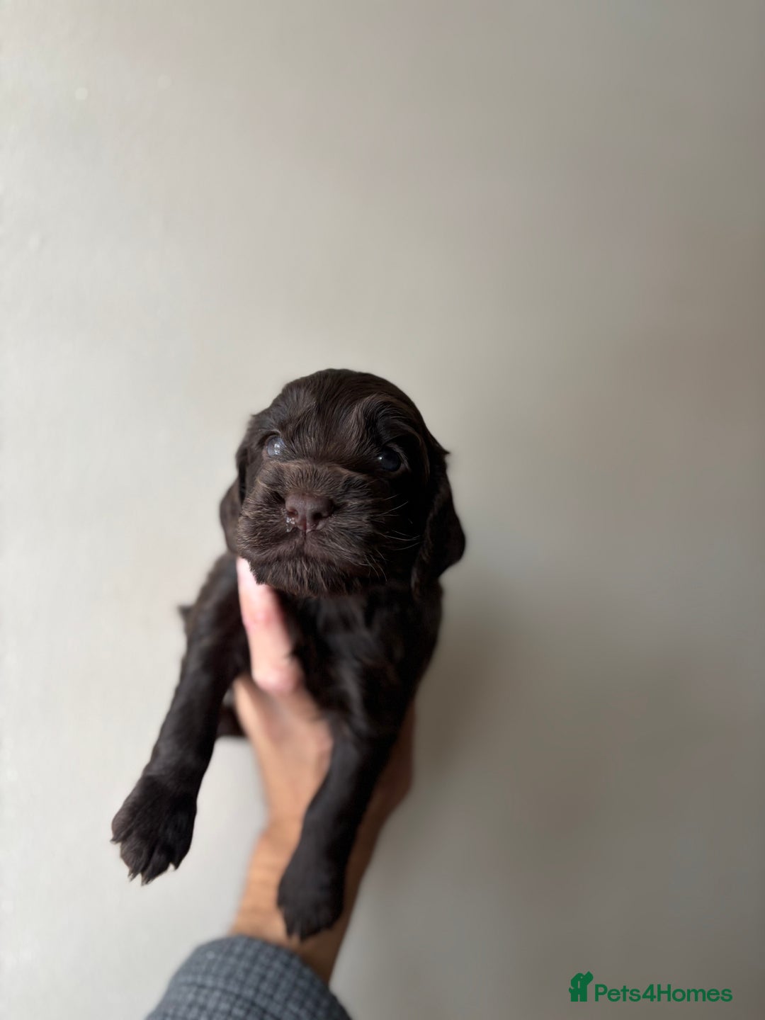 Cocker Spaniel dogs for sale: 🐾Show Cocker Spaniel 🐾  - Image 5