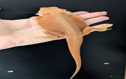 Bearded Dragon reptiles for sale: Witblits Bearded Dragon Babies ready now  - Image 8