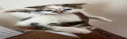 Domestic Shorthair cats for sale: 4 Adorable Kittens – Ready to Reserve - Advert 10
