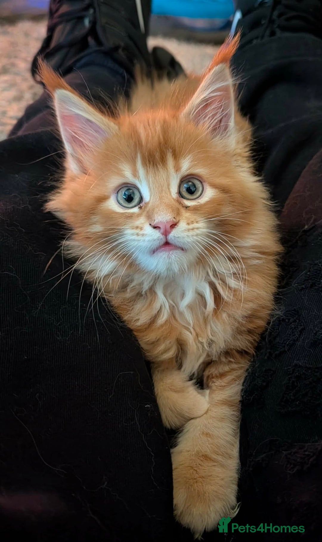 Maine Coon cats for sale: Stunning maine coon kittens  - Advert 2