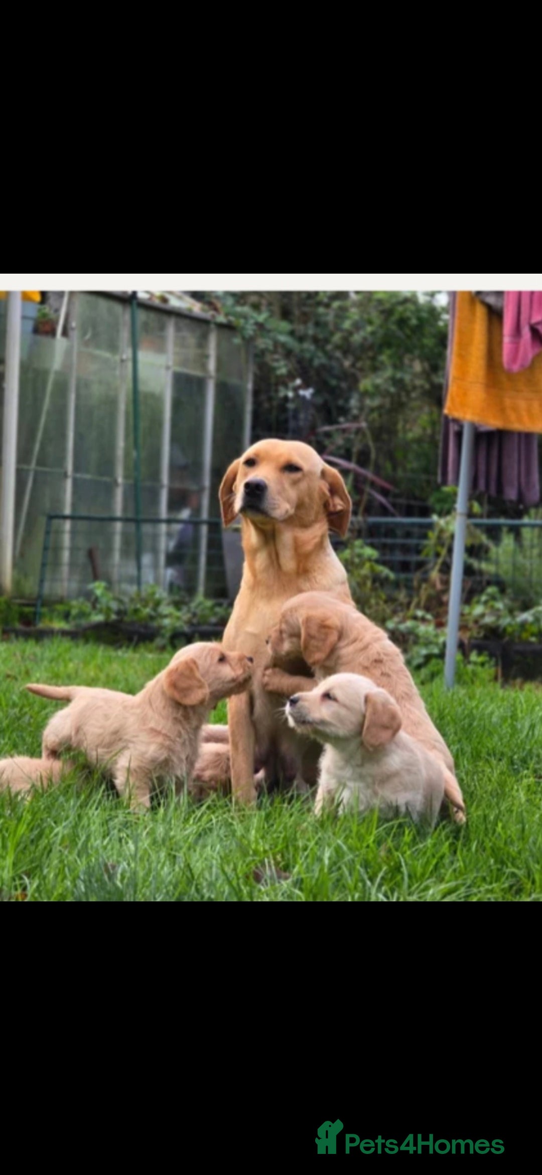 Labradoodle dogs for sale: Labradoodle female - Advert 3