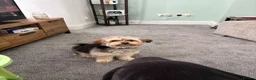 Morkie dogs for sale: Milo  in Liverpool - Advert 3