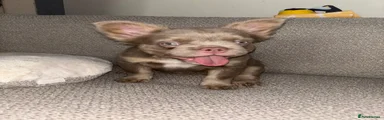 French Bulldog 4
