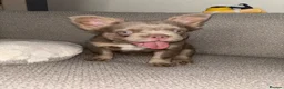 French Bulldog dogs for sale: Fluffy Gene French Bulldogs  in Glasgow - Advert 16