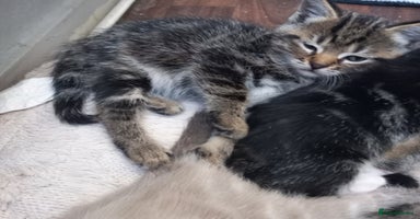 Mixed Breed cats - Advert 14