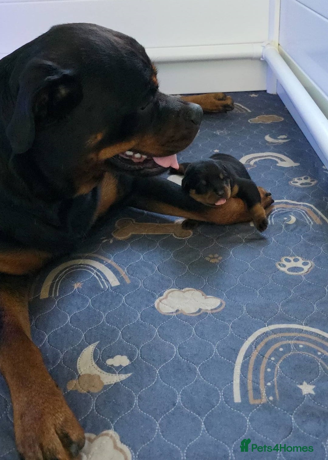 Rottweiler dogs for sale: outstanding Rottweiler pups excellent bloodlines. - Advert 8