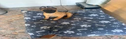 Belgian Shepherd Dog dogs for sale: 10 week old belgian malinois female puppy - Advert 1