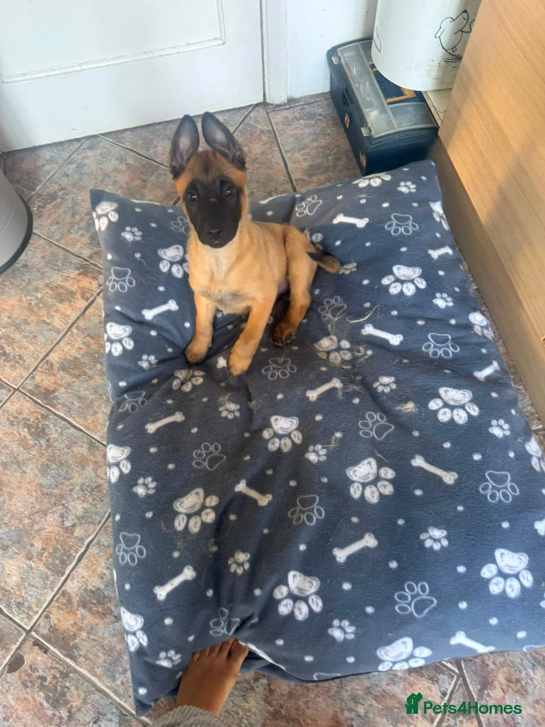 Belgian Shepherd Dog dogs for sale: 10 week old belgian malinois female puppy - Advert 1