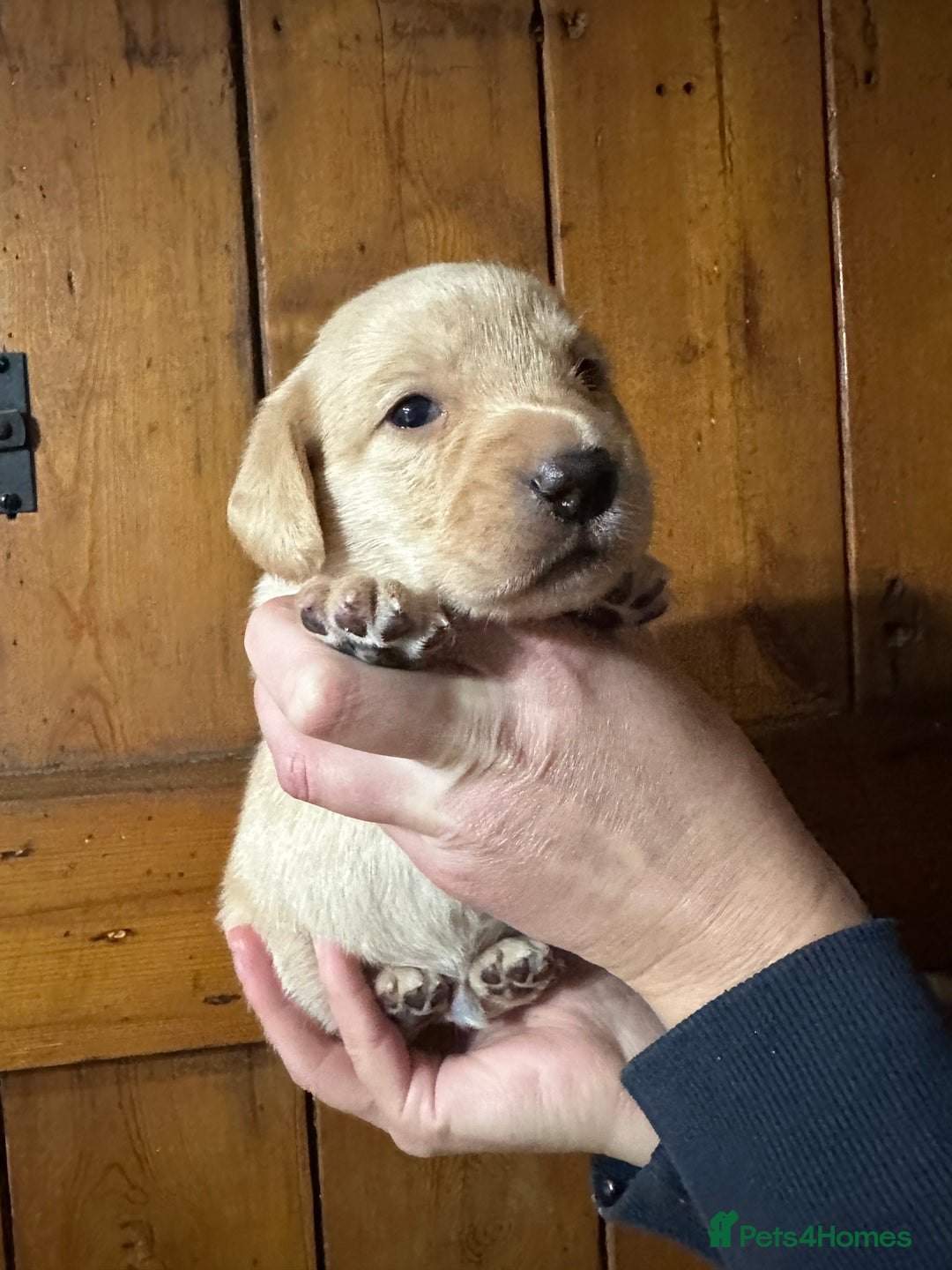Mixed Breed dogs for sale: Dashador Puppies for sale  - Advert 6