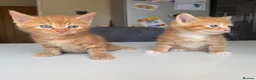 Maine Coon cats for sale: TORTOISESHELL MAINE COON X KITTENS - Advert 14