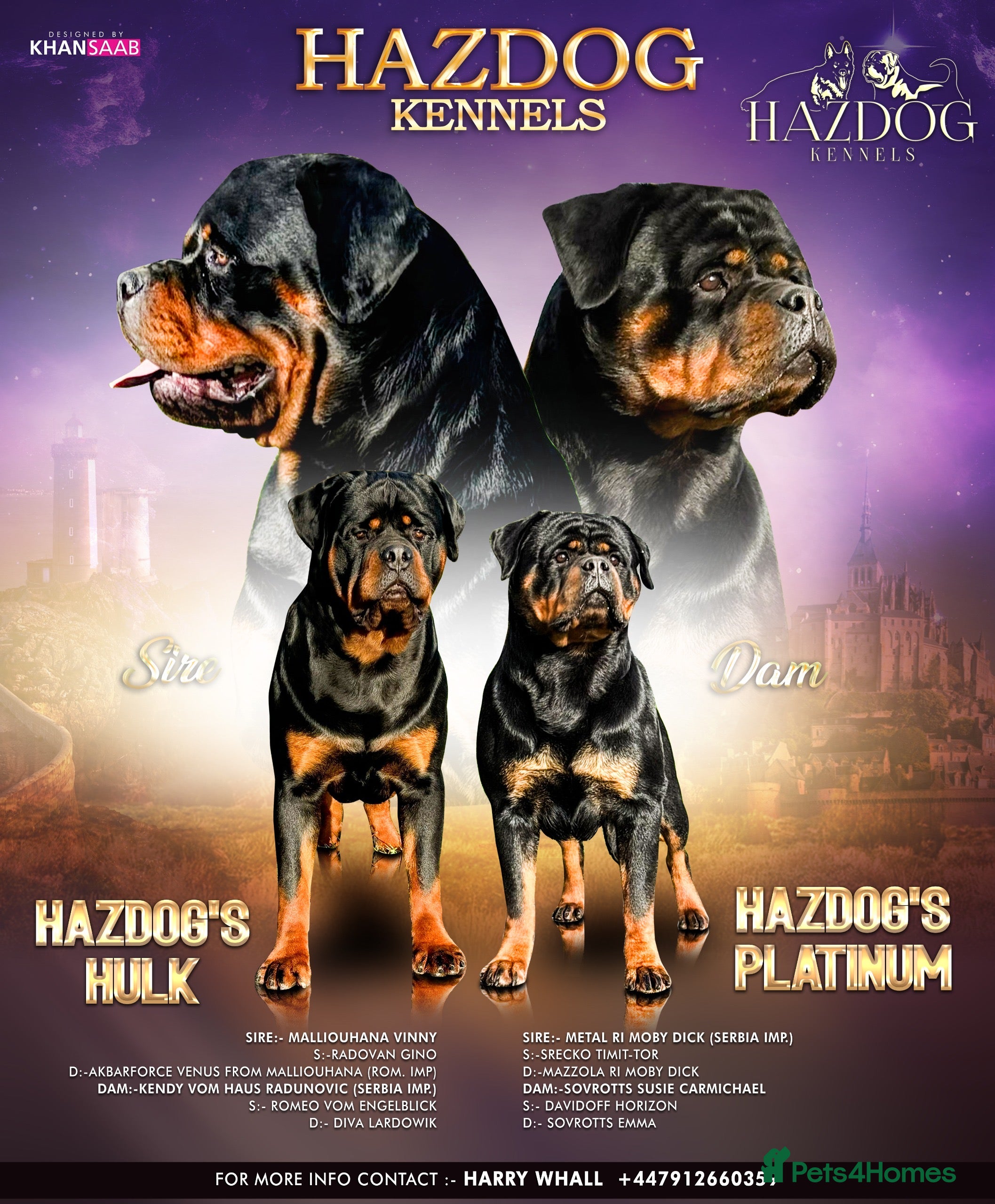 Rottweiler dogs 🏆 🦍 Elite Level Rottweiler Pups 🦍🏆 - Advert 14