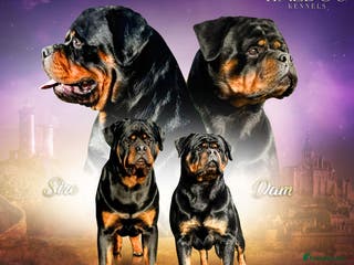 Rottweiler dogs 🏆 🦍 Elite Level Rottweiler Pups 🦍🏆 - Advert 14