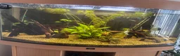 Angelfish fish for sale: Aquarium and fish for sale  in Hayling Island - Advert 4
