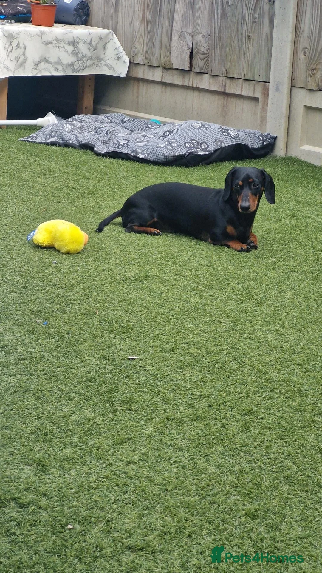 Miniature Dachshund dogs for sale: Pablo- mini dachshund  in Cambridge - Advert 2
