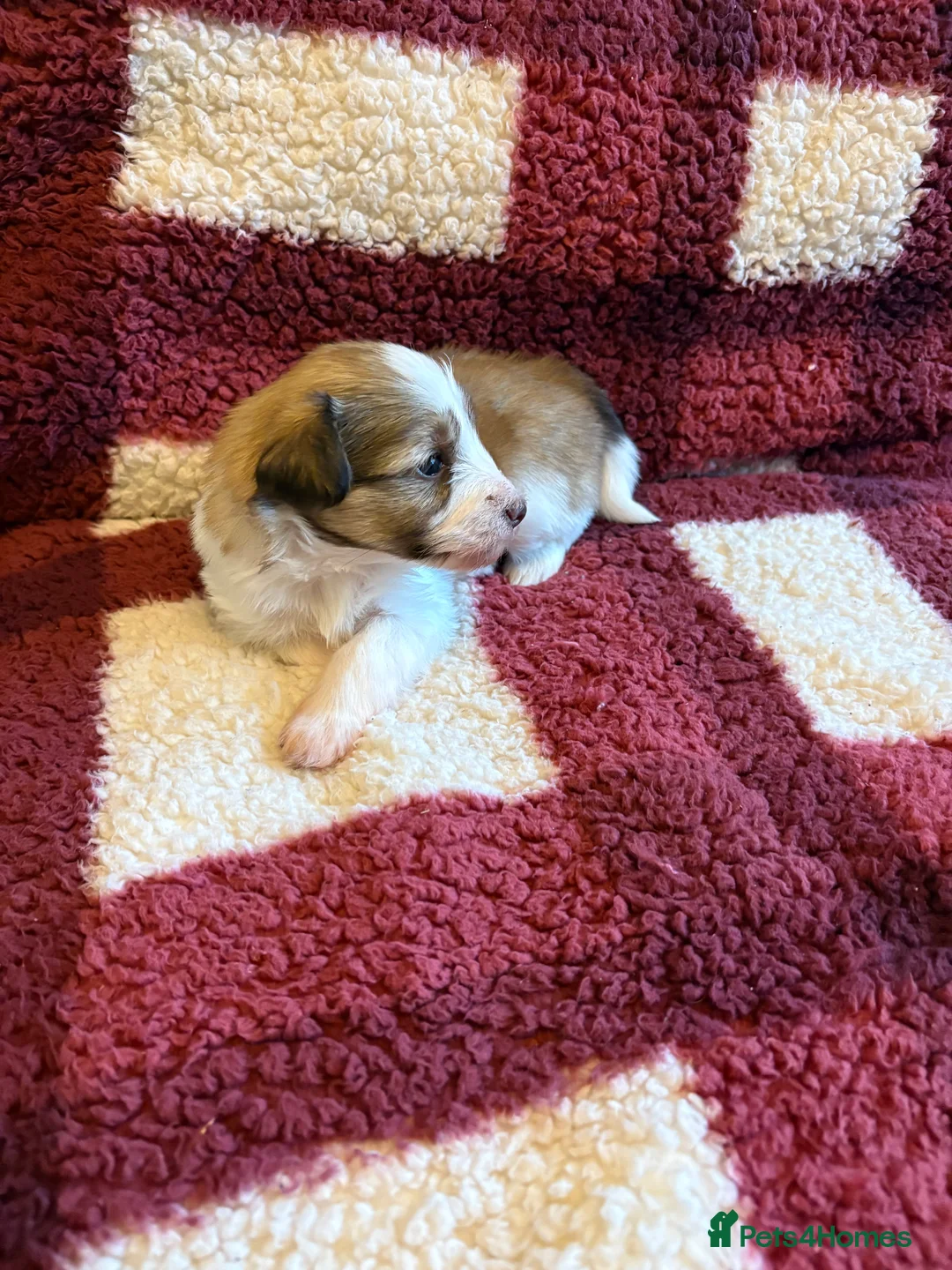 Miniature Schnauzer dogs for sale: SOLD KC Reg Miniature Schnauzers - Advert 13